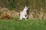 SIBERIAN HUSKY 801